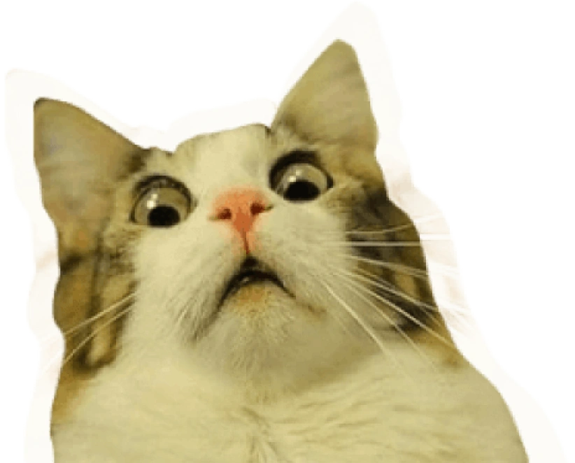 Котик, который не понимает болгарский