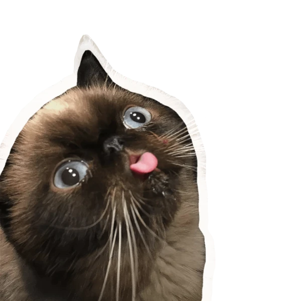 Кот — талисман курсов QuickSpeak